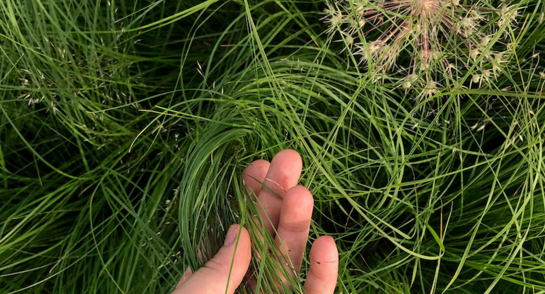 designing-with-nature-de