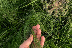 Designing with Nature (DE)