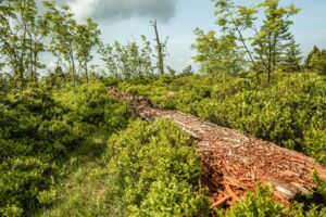 Forschen wie die Großen - Natur erleben und experimentieren