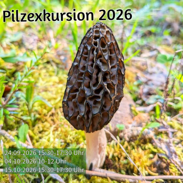 pilze-gibt-es-viele-pilzexkursionen