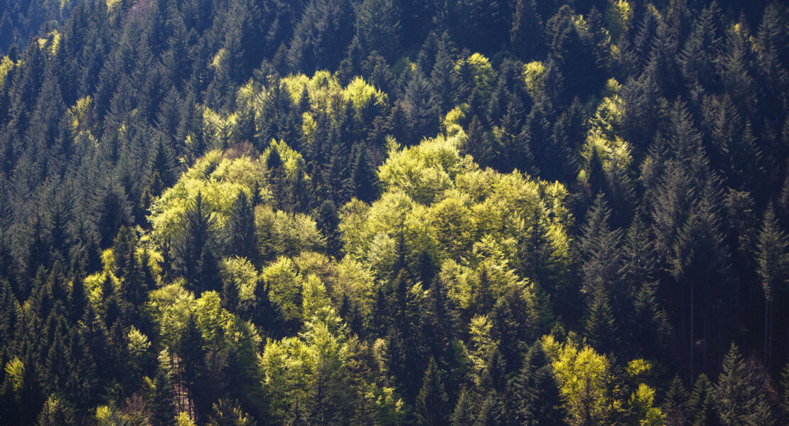 mit-dem-mountainbike-vom-nutz-in-den-schutzwald