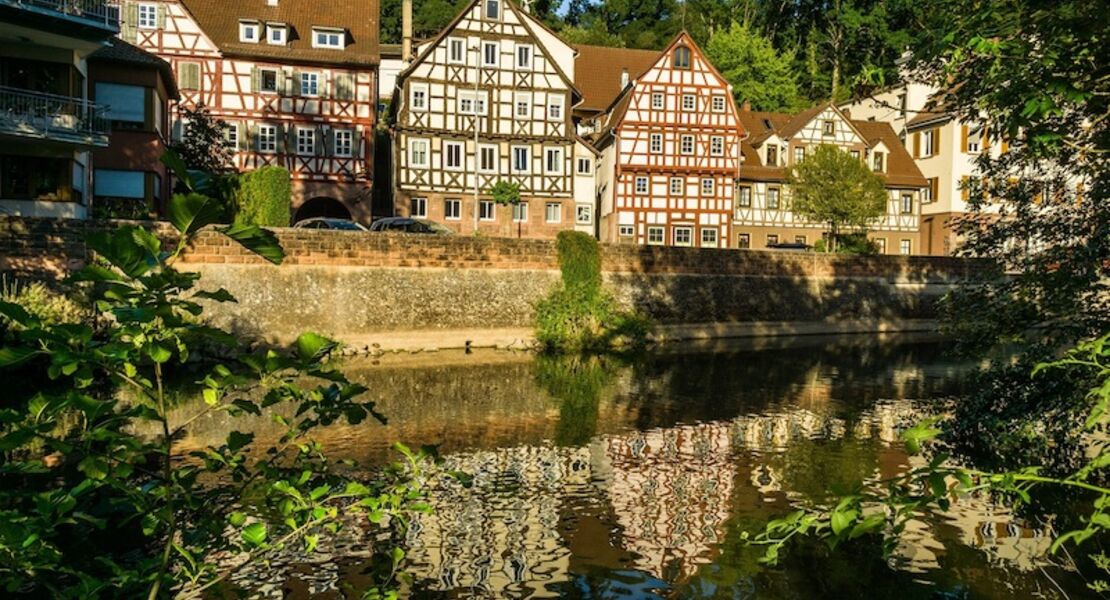 vom-schwarzwald-nach-holland-die-hollandertannen