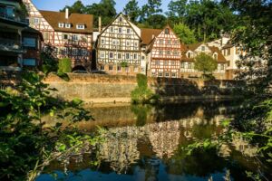 Vom Schwarzwald nach Holland - Die Holländertannen