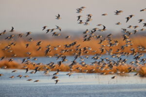 Ornithologische Führung - Was fliegt denn da?