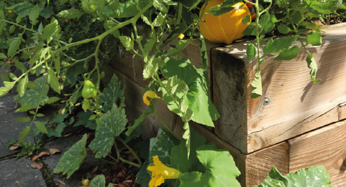 naschen-hat-tradition-vom-garten-eden-zum-permagarten