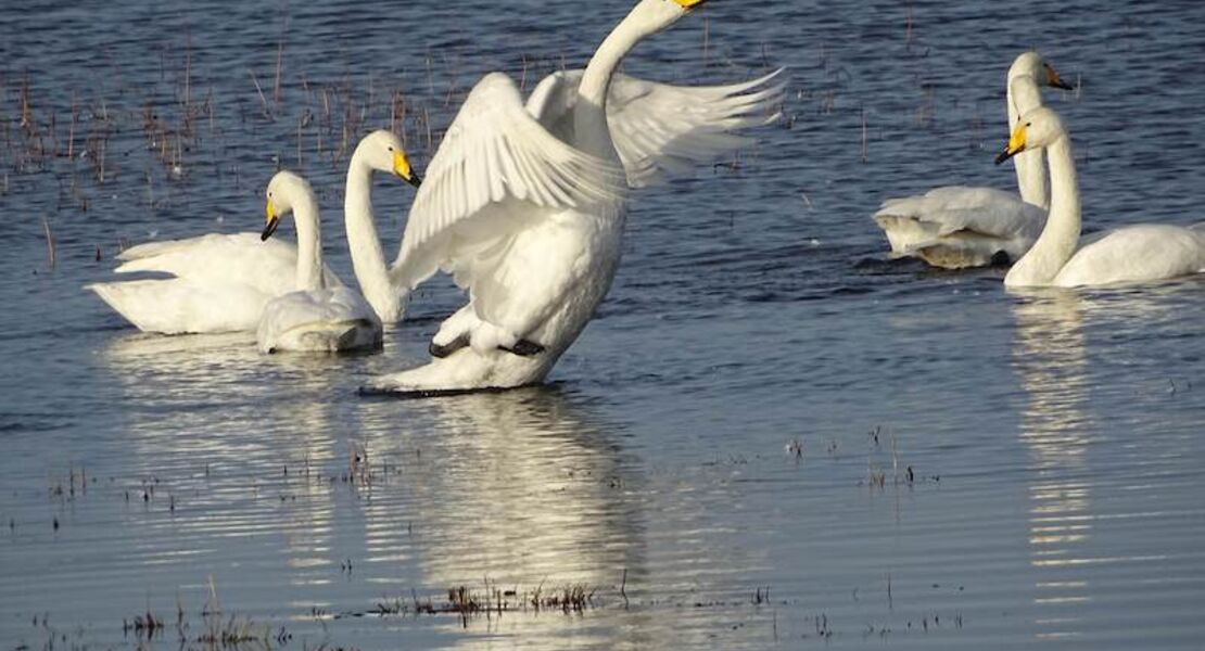 neujahrswanderung-auf-dem-boddendeich