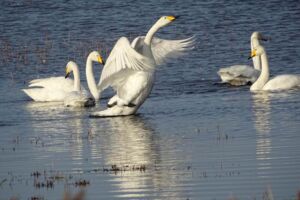 Neujahrswanderung auf dem Boddendeich