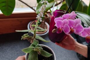 Pflanzentauschbörse