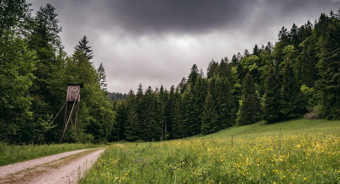 wildkrauter-des-nationalparks-entdecken